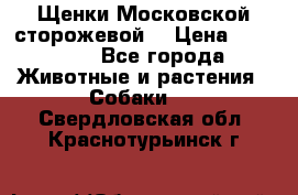 Щенки Московской сторожевой  › Цена ­ 25 000 - Все города Животные и растения » Собаки   . Свердловская обл.,Краснотурьинск г.